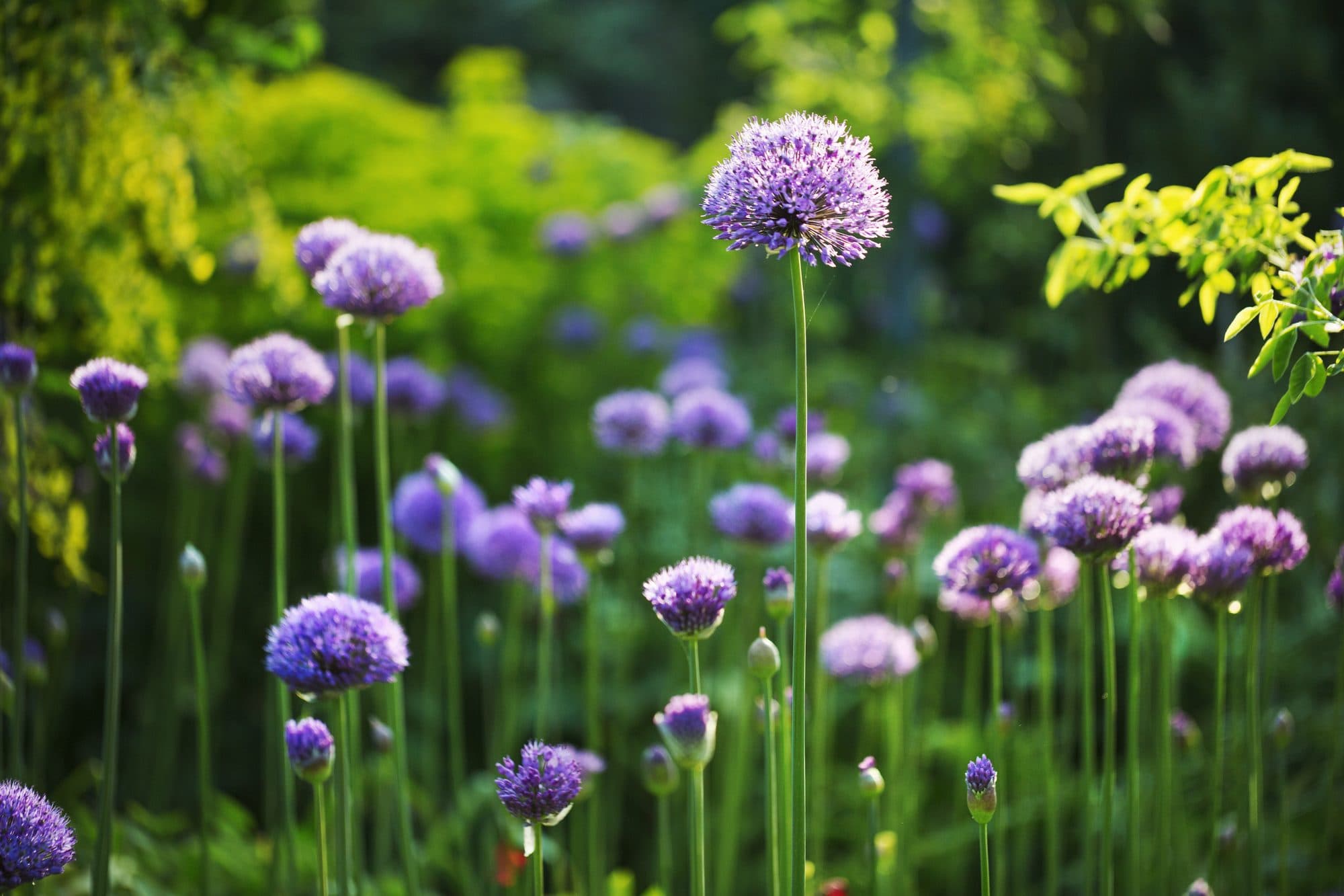 Tuinontwerp met beplanting en structuur
